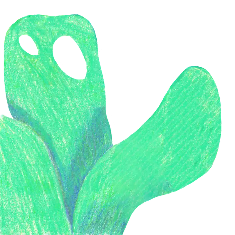 plante-verte